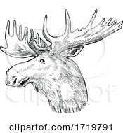 Poster, Art Print Of Head Of A Bull Moose Or Elk Alces Alces Scratchboard Retro Black And White