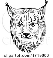 Poster, Art Print Of Head Of A Eurasian Lynx Front View Scratchboard Style Black And White