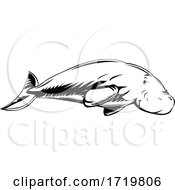 Poster, Art Print Of Dugong