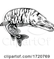 Poster, Art Print Of Tiger Muskellunge Esox Masquinongy Tiger Muskie Carnivorous Fish Retro Black And White