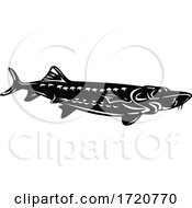 Atlantic Sturgeon Acipenser Oxyrinchus Oxyrinchus Swimming Down Retro Woodcut Black And White