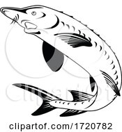 Atlantic Sturgeon Or Gulf Sturgeon Acipenser Oxyrinchus Oxyrinchus Swimming Up Retro Woodcut Black And White