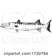 Poster, Art Print Of Barracuda Or Sphyraena Barracuda Swimming Side Retro Black And White