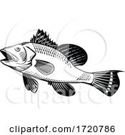 Poster, Art Print Of Black Sea Bass Centropristis Striata Swimming Up Side Retro Woodcut Black And White