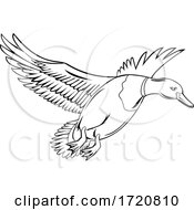 Poster, Art Print Of Male Bird Or Drake Mallard That Is A Dabbling Duck Flying Up Retro Black And White Style