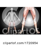 3D Male Medical Figure With Lower Leg Muscles Highlighted