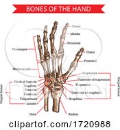 Bones Of The Hand by Vector Tradition SM