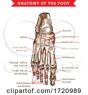 Poster, Art Print Of Bones Of The Foot