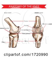 Poster, Art Print Of Anatomy Of The Knee