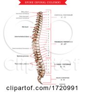 Poster, Art Print Of Anatomy Of The Spine