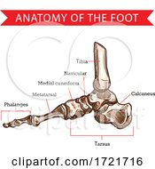 Poster, Art Print Of Anatomy Of The Foot