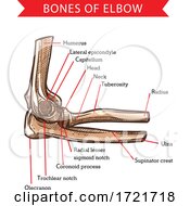 Poster, Art Print Of Anatomy Of The Elbow
