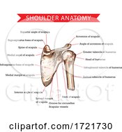 Poster, Art Print Of Anatomy Of The Shoulder