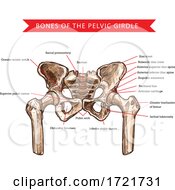 Anatomy Of The Pelvis by Vector Tradition SM