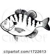Poster, Art Print Of Bluegill Bream Brim Sunny Or Copper Nose Fish Side View Retro Black And White