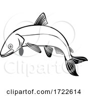 Poster, Art Print Of Bloater Or Coregonus Hoyi A Species Or Form Of Freshwater Whitefish Jumping Up Retro Black And White
