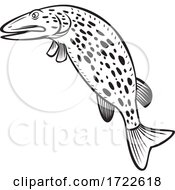 Poster, Art Print Of Northern Pike Esox Lucius Carnivorous Fish Of The Genus Esox Jumping Up Cartoon Black And White