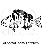 Poster, Art Print Of Pigfish Orthopristis Chrysoptera Or Piggy Perch Side View Cartoon Black And White