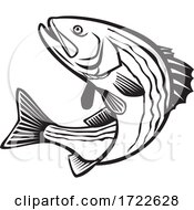 Poster, Art Print Of Striped Bass Morone Saxatilis Atlantic Striped Bass Striper Linesider Or Rockfish Jumping Up Retro Black And White