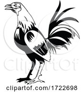 Rooster Or Cockerel A Male Gallinaceous Bird Crowing Standing Side View Retro Black And White