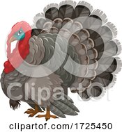 Turkey Bird