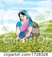 Poster, Art Print Of Woman Tea Plucking In Sri Lanka