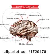Poster, Art Print Of Anatomy Of The Brain