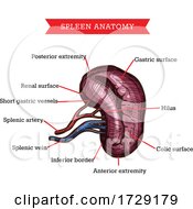 Poster, Art Print Of Anatomy Of The Spleen