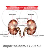 Poster, Art Print Of Anatomy Of The Kidneys
