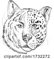 Poster, Art Print Of Head Of Half Timber Wolf And Half Jaguar Panther Or Leopard Drawing Black And White