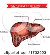 Poster, Art Print Of Anatomy Of Liver
