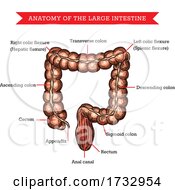 Anatomy Of Large Intestine by Vector Tradition SM