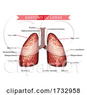 Poster, Art Print Of Anatomy Of Lungs
