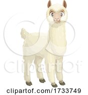 Poster, Art Print Of Alpaca