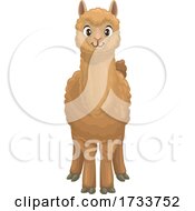 Poster, Art Print Of Alpaca