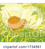 Poster, Art Print Of Kiwi Bird