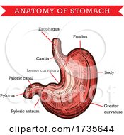 Poster, Art Print Of Anatomy Of The Stomach
