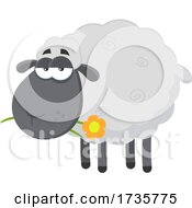 Poster, Art Print Of Black Sheep Chewing On A Flower