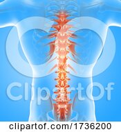 3D Male Medical Figure With Spine Highlighted
