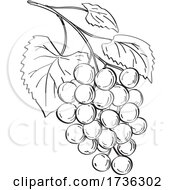 Poster, Art Print Of Fruit Of Muscadine Grapes Or Vitis Rotundifolia A Grapevine Species Line Art Drawing Black And White
