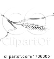 Stalk Of Belgian Wheat Line Art Drawing Black And White