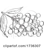 Poster, Art Print Of Fruit Of Elder Elderberry Or Sambucus Line Art Drawing Black And White