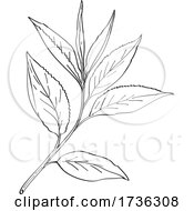 Green Tea Leaves Camellia Sinensis Line Art Drawing Black And White