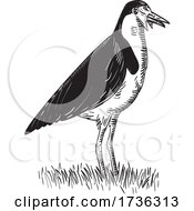 Spur Winged Plover Or Masked Lapwing Standing Woodcut Black And White