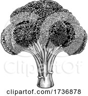 Broccoli Vegetable Vintage Woodcut Illustration