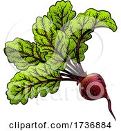 Poster, Art Print Of Beet Beetroot Vegetable Woodcut Illustration