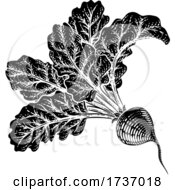 Beet Beetroot Vegetable Woodcut Illustration