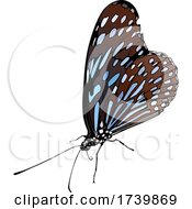 Poster, Art Print Of Dark Blue Tiger Butterfly