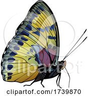 Poster, Art Print Of Janetta Forester Butterfly