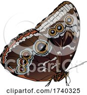 Poster, Art Print Of Brown Buckeye Butterfly